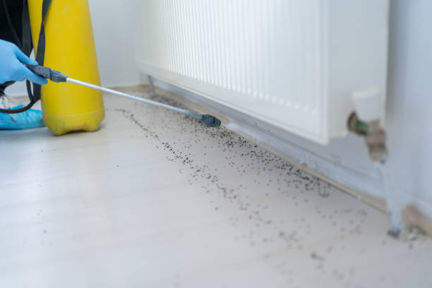 Best Pest Prevention Services  in Corona De Tucson, AZ